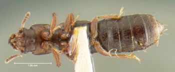 Media type: image;   Entomology 24071 Aspect: habitus ventral view